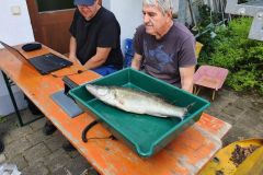 Abwiegen-Pokalfischen-2022-800x600-2